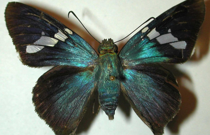 Fig.3. Adulto de <i>Astraptes enotrus</i>.  En posición dorsal. Voucher : 98-SRNP-4808-DHJ31470.jpg.