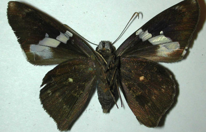 Fig.4. Adulto de <i>Astraptes enotrus</i>. En posición ventral. Voucher : 98-SRNP-4808-DHJ31471.jpg.