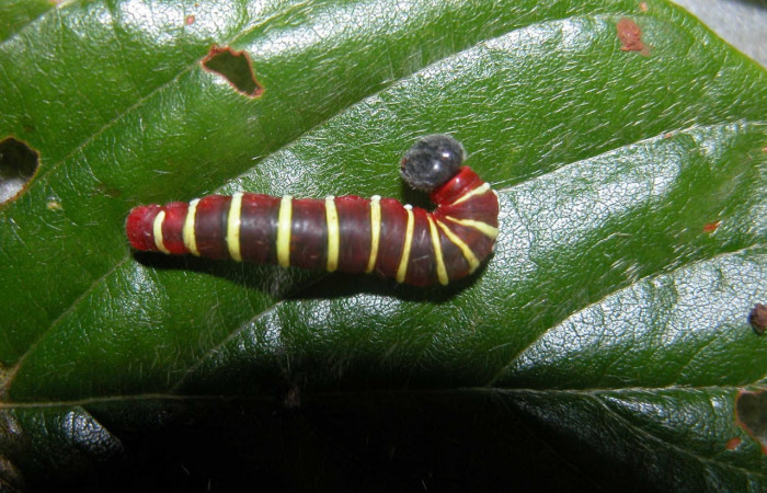 Fig.5 . Larva de <i>Astraptes apastus</i>, en tercer estadio de 27 mm de longitud. Voucher : 03-SRNP-20746-DHJ91191.jpg.