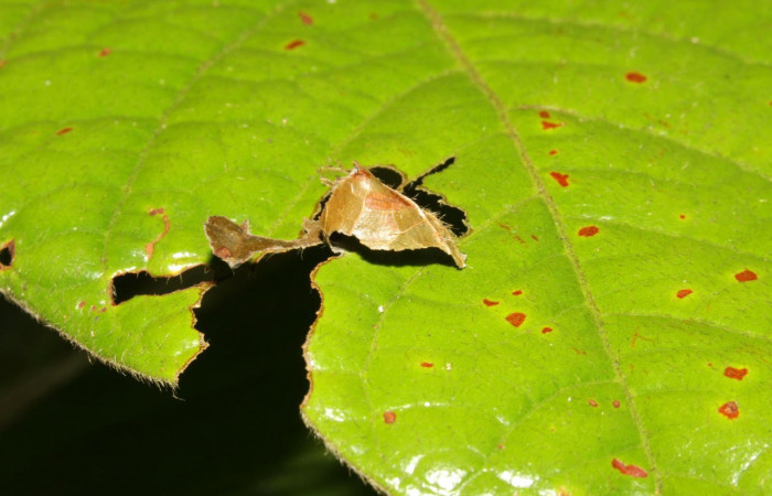 Fig.8. Mostrando casa de larva de <i>Astraptes inflatio</i>. Voucher : 16-SRNP-30138-DHJ729185.jpg.