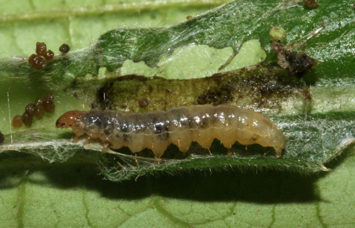 Figura 8. Larva <i>Eulepte alialis</i>, Crambidae, vista dorsal. Voucher (09-SRNP-42684-DHJ466623).