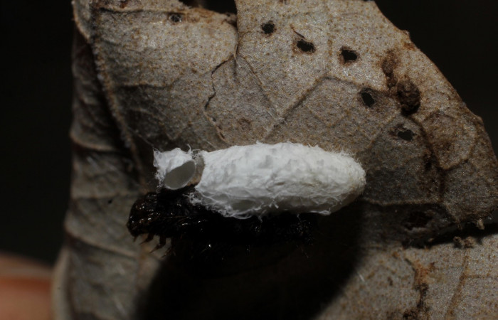 Figura 9. Capullo de avispa <i>Prasmodon eminens</i>, de la familia Braconiidae, parásito que atacan larva de <i>Eulepte alialis</i>. Voucher (09-SRNP-69730-DHJ800095).