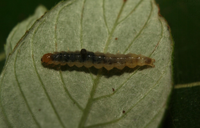 Figura 6. Larva <i>Eulepte alialis</i>, Crambidae, vista dorsal cabeza. Voucher (12-SRNP-72380-DHJ495801).