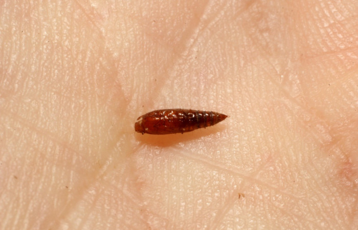 Figura 11. Exsuvia de  avispa <i>Triclistus slimellus</i> de la familia Ichneumonidae, parásito en <i>Eulepte alialis</i>. Voucher  (13-SRNP-71803-DHJ804645.