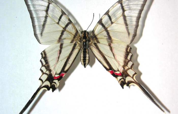 Fig. 11 Adulto <i>Protographium epidaus</i> (Papilionidae), vista dorsal mide 69mm. Mamones, Sector Mundo Nuevo, 365m. 06-SRNP-56168-DHJ359460.