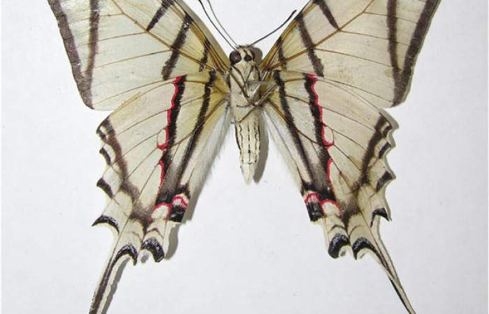 Fig. 1 Adulto <i>Protographium dariensis</i> (Papilionidae), vista ventral mide 80mm. Cerro Gongora Pelado, Sector Mundo Nuevo, 740m. 07-SRNP-56576-DHJ377993. 