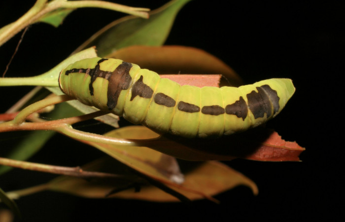 Fig. 5 Larva <i>Protographium dariensis</i> (Papilionidae), vista diagonal mide 45mm. Cerro Gongora Pelado, Sector Mundo Nuevo, 740m. 07-SRNP-56634-DHJ422982.jpg