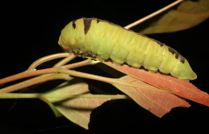 Fig. 6 Larva <i>Protographium dariensis</i> (Papilionidae), vista dorsal mide 45mm. Cerro Gongora Pelado, Sector Mundo Nuevo, 740m.07-SRNP-56634-DHJ422983.