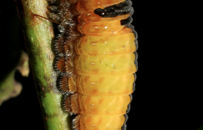 Fig. 7 prepupa <i>Protographium dariensis</i> (Papilionidae), vista dorsal mide 80mm. Cerro Gongora Pelado, Sector Mundo Nuevo, 740m. 07-SRNP-56705-DHJ423010.jpg