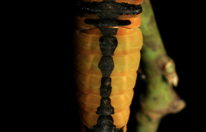 Fig. 8 prepupa <i>Protographium dariensis</i> (Papilionidae), vista dorsal mide 31mm. Cerro Vado Ocotea, Sector Mundo Nuevo, 740m. 07-SRNP-56705-DHJ423011.