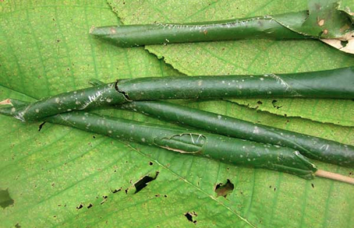 Figura 14. Rollitos de larvas <i>Ategunia lotanalis</i> (Crambidae), vista lateral, localidad Pasmompa, Sector Pitilla (ACG) (440m). Voucher: 05-SRNP-33827-DHJ424134.jpg.