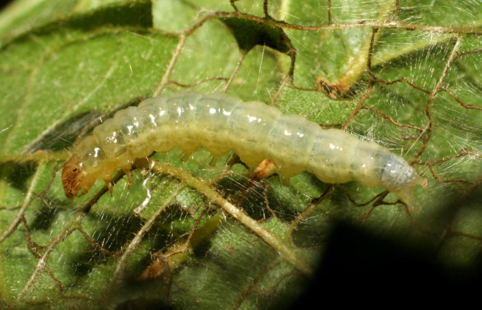 Figura 15. Larva <i>Eulepte</i> Janzen03 (Crambidae), último estadío (U) vista lateral, localidad Sendero Rincón, Sector Rincón Rain Forest (ACG) (430m). Voucher: 06-SRNP-41820-DHJ414469.jpg.