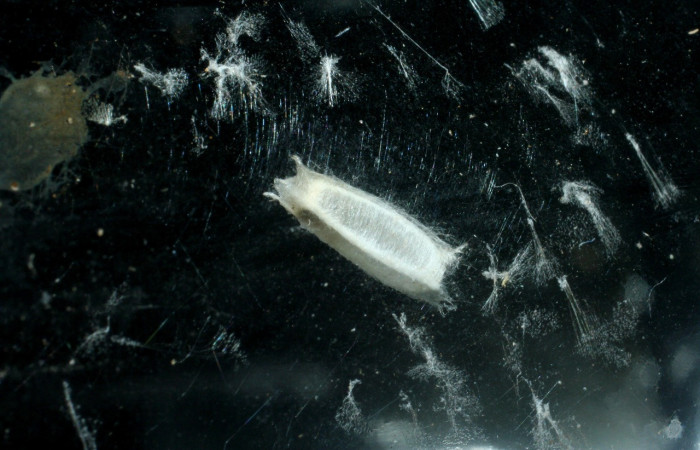 Figura 12. Capullo de parásito <i>Apanteles</i> Janzen01 (Braconidae) que ataca <i>Coenostolopsis apicalis</i> (Crambidae), localidad Río Areno, Sector San Cristobal (ACG) (460m). Voucher: 08-SRNP-603-DHJ453086.jpg.