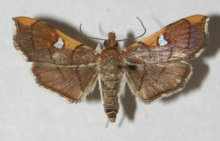 Figura 6. Adulto de <i>Coenostolopsis apicalis</i> (Crambidae), vista dorsal, localidad Estación Biológica Quica, Sector Pitilla (ACG) (470m). Voucher: 09-SRNP-73150-DHJ524904.jpg.