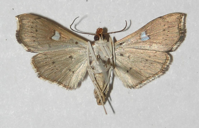 Figura 7. Adulto de <i>Coenostolopsis apicalis</i> (Crambidae), vista ventral, localidad Estación Biológica Quica, Sector Pitilla (ACG) (470m). Voucher: 09-SRNP-73150-DHJ524905.jpg.