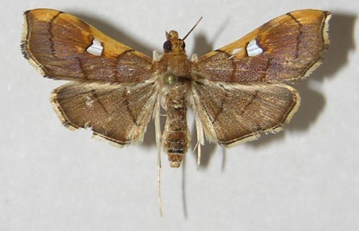 Figura 1. Adulto de <i>Coenostolopsis apicalis</i> (Crambidae), vista dorsal, localidad Estación Biológica Llanura, Sector Rincón Rain Forest (ACG) (135m). Voucher: 09-SRNP-76355-DHJ524898.jpg.