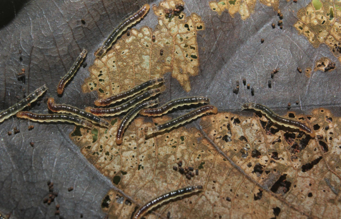 Figura 16. Larvitas <i>Prenesta scyllalis</i> (Crambidae), penúltimo estadío (PU) vista dorsal, localidad Medrano Estación Biológica Quica, Sector Pitilla (ACG) (380m). Voucher: 14-SRNP-71009-DHJ723074.jpg.