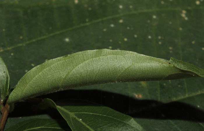 Figura 17. Habitad de larva <i>Prenesta scyllalis</i> (Crambidae), último estadío (U) vista lateral, localidad Medrano Estación Biológica Quica, Sector Pitilla (ACG) (380m). Voucher: 14-SRNP-71009-DHJ723138.jpg.