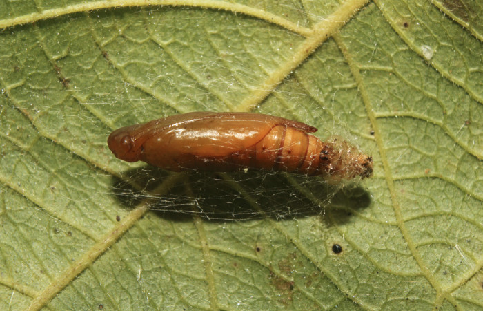 Figura 5. Pupa de <i>Coenostolopsis apicalis</i> (Crambidae), vista lateral, localidad Estación Biológica Quica, Sector Pitilla (ACG) (470m). Voucher: 21-SRNP-70473-DHJ780506.jpg.