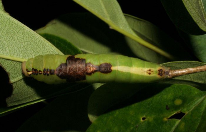 Parte dorsal central de <i>Cecrita daona</i>. (Notodontidae). Penúltimo estadio. Voucher: 05-SRNP-19900-DHJ403496.jpg.
