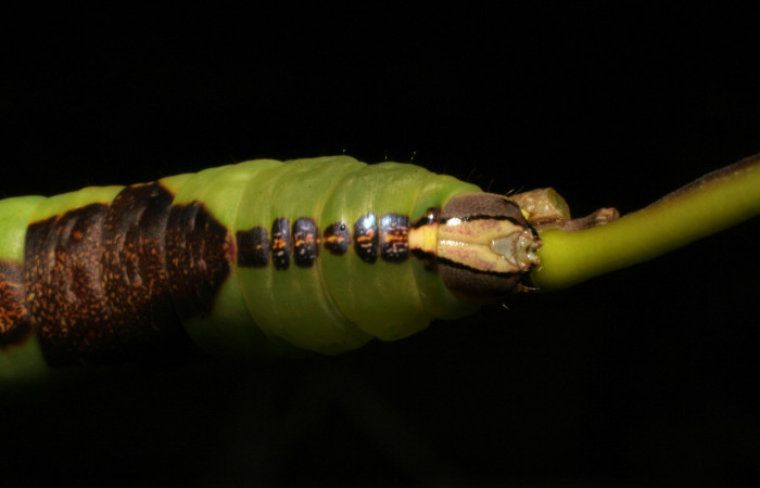 Parte frontal de <i>Cecrita daona</i>. (Notodontidae). Penúltimo estadio. Voucher: 05-SRNP-19900-DHJ403506.jpg.