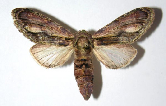 Figura 15. Adulto de <i>Cecrita daona</i>. (Notodontidae). Voucher: 05-SRNP-4883-DHJ334518.