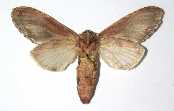 Figura 16. Adulto de <i>Cecrita daona</i>. (Notodontidae). Voucher: 05-SRNP-4883-DHJ334519.