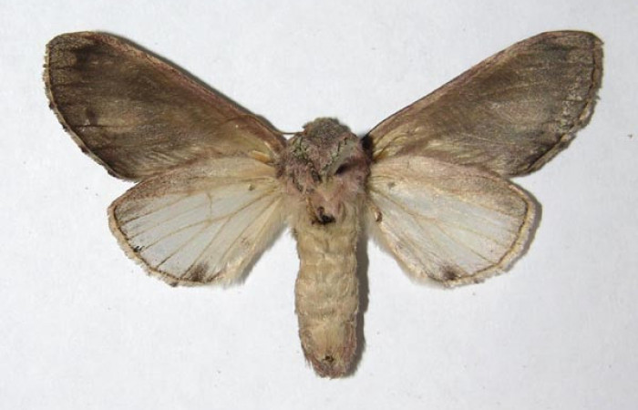 Figura 14. Adulto de <i>Cecrita daona</i>. (Notodontidae), hembra. Voucher: 05-SRNP-62425-DHJ330811.