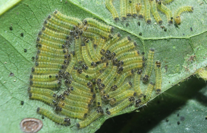 Figura 2. Larvas de <i>Euselasia</i> Janzen16 (Riodinidae), en segundo estadío (II), vista dorsal, localidad Medrano, Estación Biológica Quica Sector Pitilla, ACG (380m). Voucher: 15-SRNP-70326-DHJ726894.jpg.