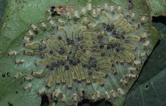 Figura 4. Larvas de <i>Euselasia</i> Janzen16 (Riodinidae), en penúltimo estadío (PU), vista dorsal, localidad Medrano, Estación Quica Sector Pitilla, ACG (380m). Voucher: 15-SRNP-70326-DHJ726904.jpg.