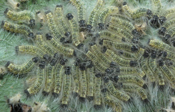 Figura 5. Larvas de <i>Euselasia</i> Janzen16 (Riodinidae), en penúltimo estadío (PU), vista dorsal, Medrano, Estación Biológica Quica Sector Pitilla, ACG (380m)). Voucher: 15-SRNP-70326-DHJ726905.jpg.