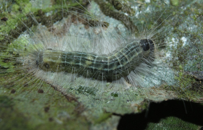 Figura 7. Larvas de <i>Euselasia</i> Janzen16 (Riodinidae), en último estadío (U), vista dorsal, localidad Medrano, Estación Biológica Quica Sector Pitilla ,ACG (380m). Voucher: 15-SRNP-70326-DHJ726970.jpg.