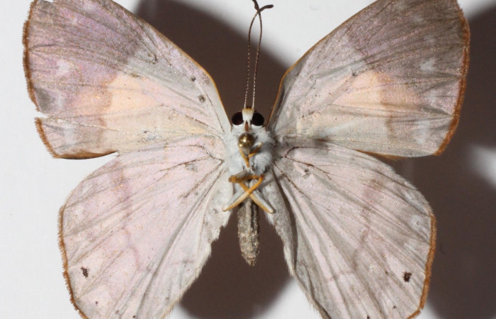 Figura 15. Adulto de larva <i>Euselasia</i> Janzen16 (Riodinidae), (hembra) vista ventral, localidad Medrano, Estación Biológica Quica Sector Pitilla ,ACG (380m)).  Voucher: 15-SRNP-70523-DHJ904665.jpg.