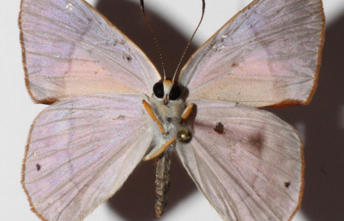 Figura 13. Adulto de larva <i>Euselasia</i> Janzen16 (Riodinidae), (macho) vista ventral, localidad Medrano, Estación Biológica Quica Sector Pitilla, ACG (380m)). Voucher: 15-SRNP-70524-DHJ904659.jpg.