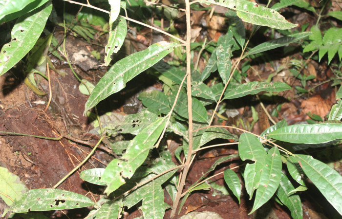 Figura 16. Planta hospedera de larva <i>Euselasia</i> Janzen16 (Riodinidae), planta llamada <i>Pouteria reticulata</i> (Sapotaceae), localidad Medrano, Estación Biológica Quica Sector Pitilla, ,ACG (380m)) (470m), foto: Ricardo Calero, 29 Junio 2021. 