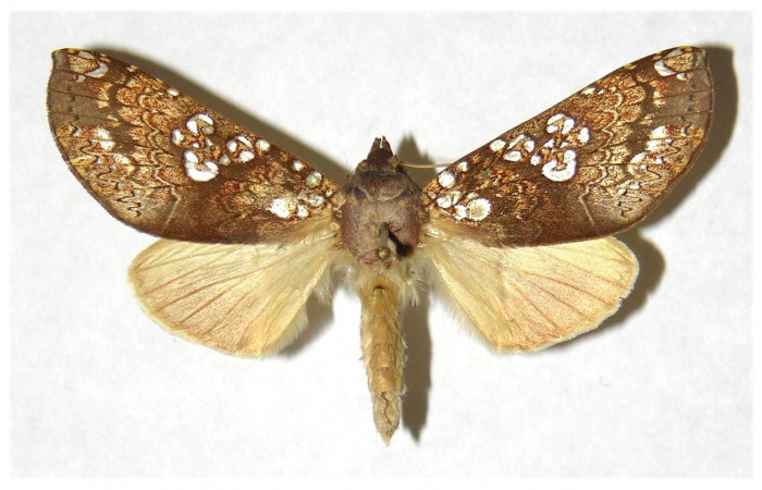 Figura. 14 Adulto  <i>Hapigia</i> cresusDHJ02 (Notodontidae), posición vista dorsal.  <i>Hapigia</i> cresusDHJ02 (Notodontidae). (05-SRNP-4440-DHJ322746).