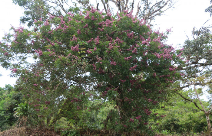 Figura. 1 Habitad <i>Andira inermis</i>, (Fabaceae). Area de Conservación Guanacaste, Sector Rincón Rain Forest, Estación Leiva,  Selva, (elevación 410 metros). Foto, Jorge Hernández. Colectada 19 junio 2021.
