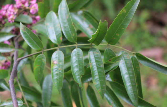 Figura. 3 Hoja haz <i>Andira inermis</i>, (Fabaceae). Area de Conservación Guanacaste, Sector Rincón Rain Forest, Estación Leiva,  Selva, (elevación 410 metros). Foto, Jorge Hernández. Colectada junio 2021.
