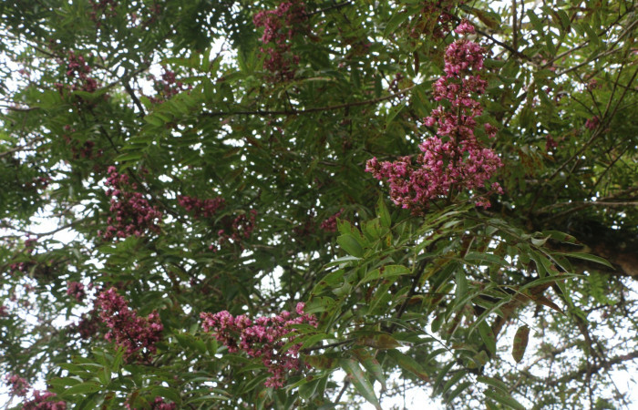 Figura. 6 Flores en rama  <i>Andira inermis</i>, (Fabaceae). Area de Conservación Guanacaste, Sector Rincón Rain Forest, Estación Leiva, Selva , (elevación 410 metros).Foto, Jorge Hernández. colectada el 19 junio 2021.
