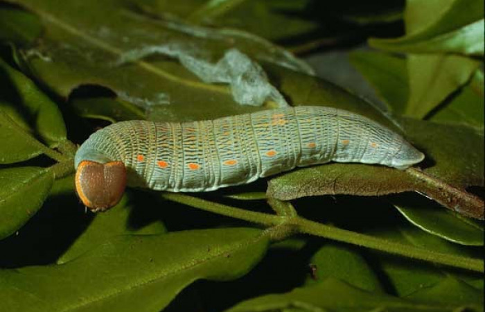 Figura. 9 Larva <i>Polythrix</i> asineDHJ01 (Hesperiidae), posición lateral entero, alimentándose en <i>Andira inermis</i>, (Fabaceae). (02-SRNP-10287-DHJ65290.jpg).