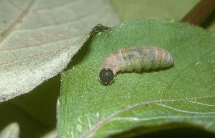 Fig 1. Larva <i>Staphylus caribbea</i>, fué encontrada en Puente Río Negro, en último estadio, llego a medir 14 mm. Voucher 04-SRNP-42021-DHJ87140.jpg