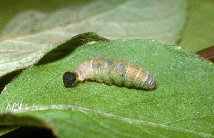 Fig 2. Larva <i>Staphylus caribbea</i>, lateral entero se encontrada en Puente Río Negro, en último estadio, llego a medir 14 mm.                                                                                            Voucher 04-SRNP-42021-DHJ87141.jpg