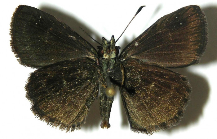 Fig 6. Adulto <i>Staphylus caribbea</i>, vista ventral, (macho) en alas abiertas mide 25 mm. 
Voucher 04-SRNP-42026-DHJ304737