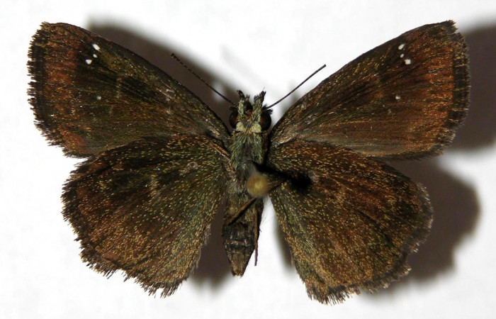 Fig 7 . Adulto <i>Staphylus caribbea</i>, vista ventral, (hembra) en alas abiertas mide 27 mm. 
Voucher 05-SRNP-7213-DHJ327617