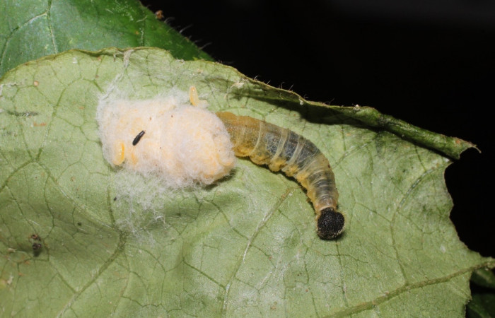 Fig 9. Restos de larva <i>Staphylus caribbea</i>, pegada al sustrato, junto a capullos de parásito,  encontrado en Puente Palma, San Cristóbal. Voucher 15-SRNP-2489-DHJ487798.jpg.