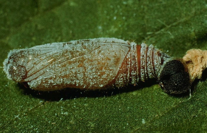 Fig 14. Pupa ventral entero de larva <i>Staphylus azteca[/], con polvo blanco encima. Voucher 93-SRNP-8388-DHJ26653.jpg.