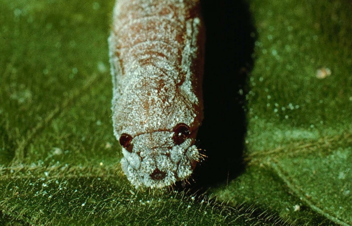 Fig 13. Pupa de larva <i>Staphylus azteca</i> vista desde el frente. 
Voucher 93-SRNP-8388-DHJ26654.jpg