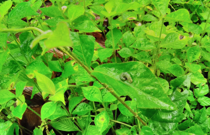 Fig 3. <i>Achyranthes indica</i>, de la  familia Amaranthaceae; planta hospedera de larva <i>Staphylus caribbea</i>. Creciendo en; Sendero Finca Esmeralda, foto Cirilo Umaña 07/09/2021