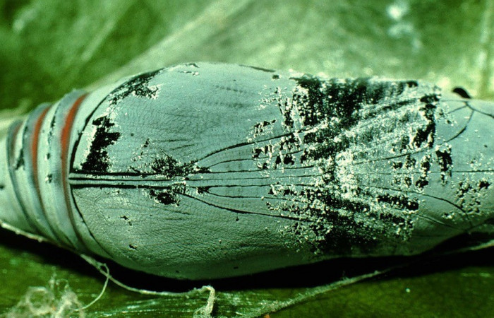 Figura 14. Pupa <i>Astraptes viracocha</i>, (Hesperiidae), dorsal entero, Sector Cacao, Sendero Circular, (elevación 1185 metros). 27 febrero 1997. (97-SRNP-722-DHJ40328.jpg).