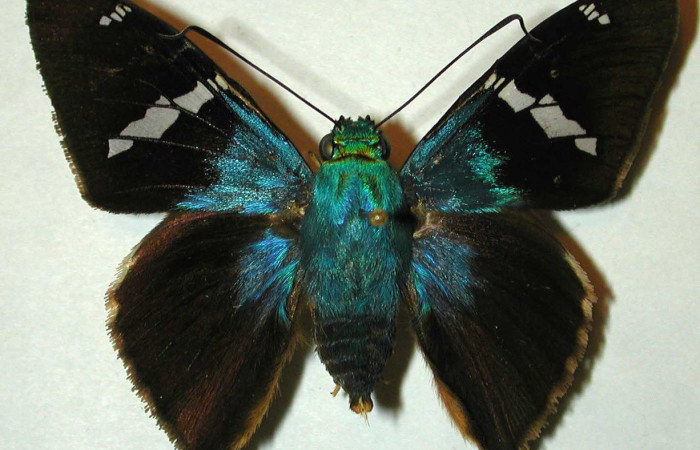 Figura 16. Adulto <i>Astraptes viracocha</i> (Hesperiidae), posición vista dorsal (macho). (97-SRNP-1050-DHJ31473).